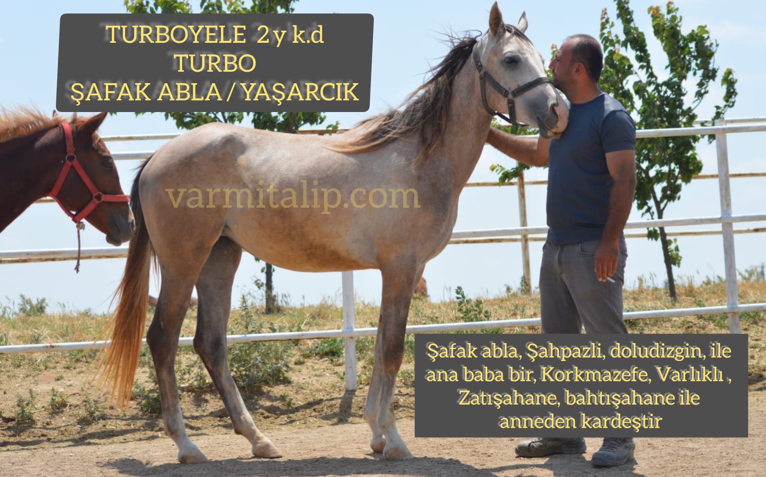 2 BUÇUKLU DİŞİ TURBO TAYI ANNE: ŞAFAK ABLA 